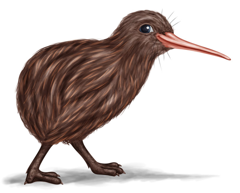 Kiwi car rental new zealand