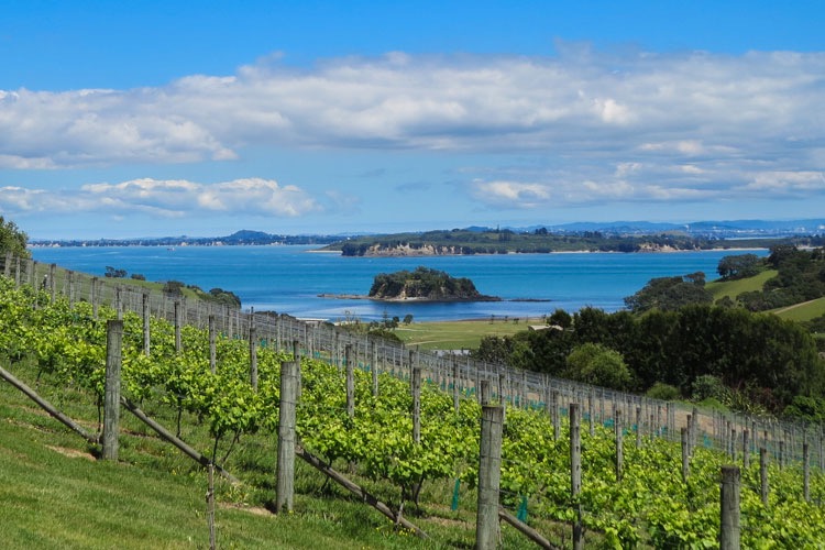 SegWai-Waiheke-CableBay-Vineyard-Views