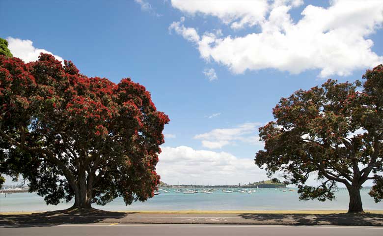 Pohutukawa-tree-Auckland