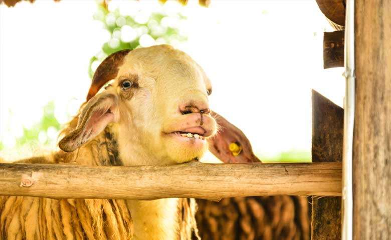 Sheep_in_FarmNapier_Hastings_North_Island