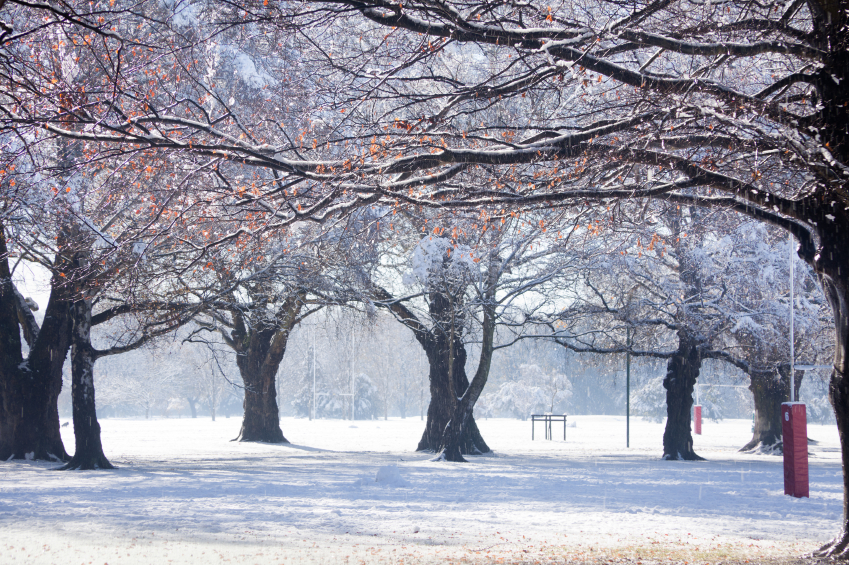 Hagley park in snow